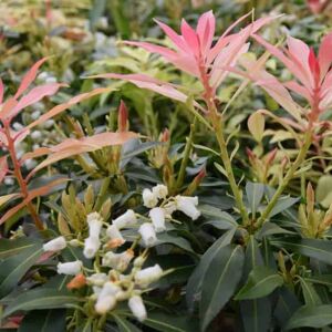 Pieris 'Forest Flame' 30-40 cm